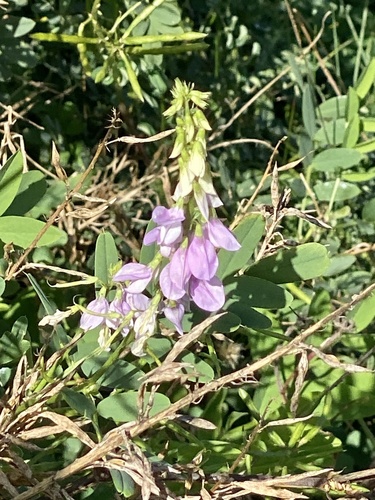 Professor-weed (Galega officinalis)