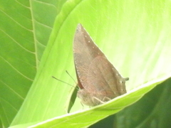 Memphis moruus