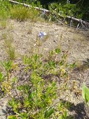 Delphinium lineapetalum