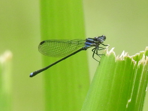 Azulilla de arroyo indicadora