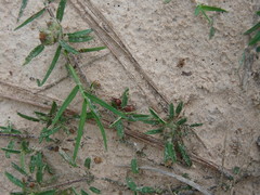 Dasymutilla scaevola