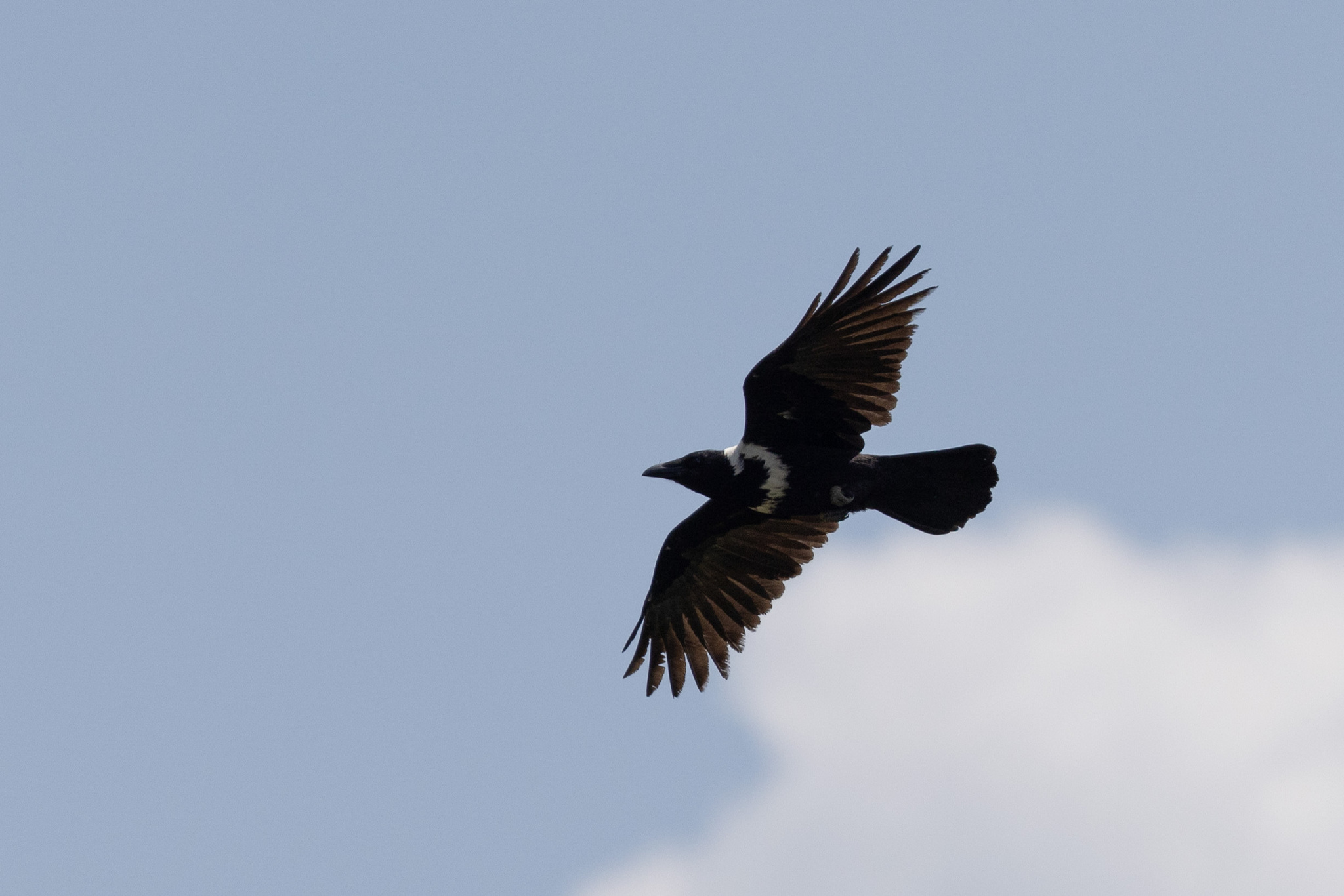 Collared Crow