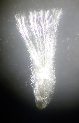 Image of Rhodanthe microglossa by (c) Ruth Palsson, some rights reserved (CC BY-SA)