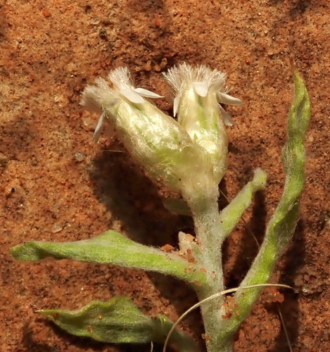 Image of Rhodanthe microglossa by (c) Ruth Palsson, some rights reserved (CC BY-SA)
