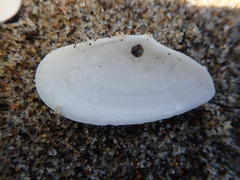 Megangulus bodegensis