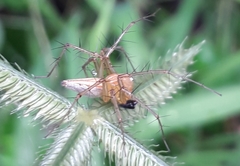 Oxyopes