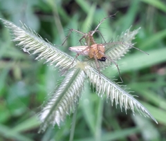 Oxyopes