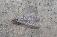 Termitoidae