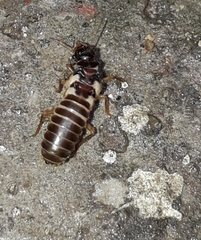 Termitoidae