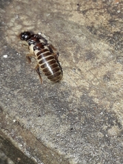 Termitoidae