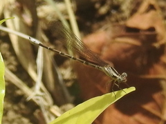 Argia elongata