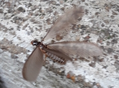 Termitoidae
