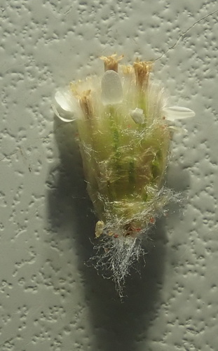 Image of Rhodanthe microglossa by (c) Ruth Palsson, some rights reserved (CC BY-SA)