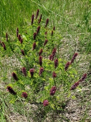 Amorpha nana