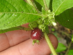 Sabicea villosa