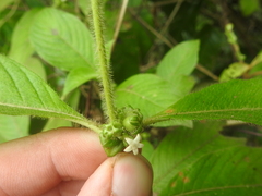 Sabicea villosa