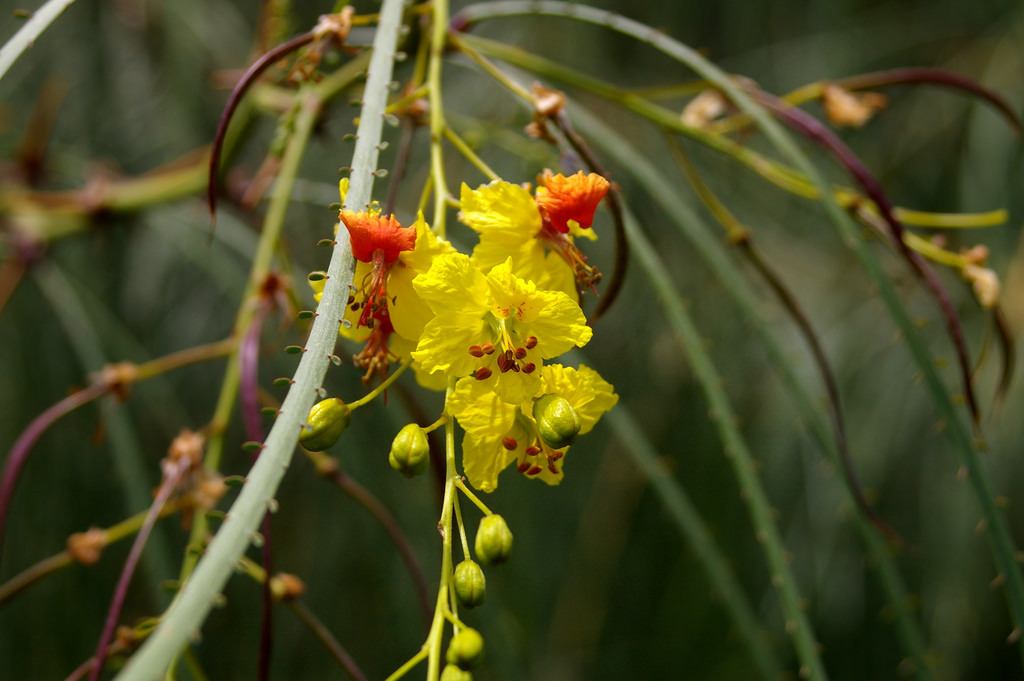 Parkinsonia