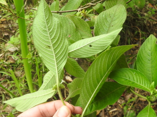 Image of Sabicea villosa by (c) Sam Kieschnick, some rights reserved (CC BY)