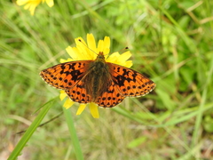 Boloria aquilonaris