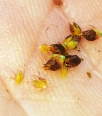 Rhynchospora elliottii