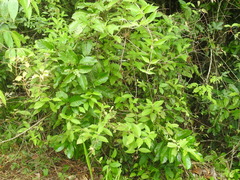 Sabicea villosa