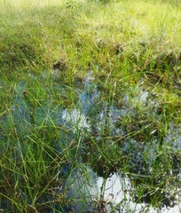 Rhynchospora elliottii