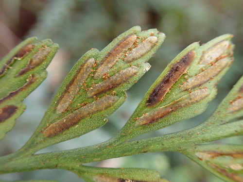 Asplenium sphenotomum