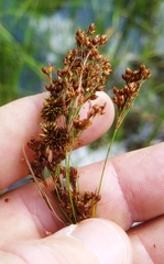 Rhynchospora elliottii