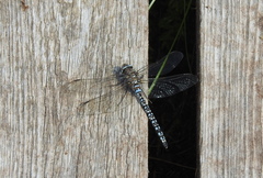 Aeshna caerulea