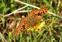Boloria aquilonaris