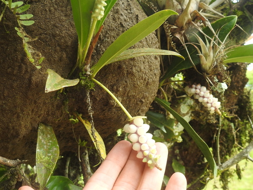 Image of Anthurium obtusum by (c) Sam Kieschnick, some rights reserved (CC BY)