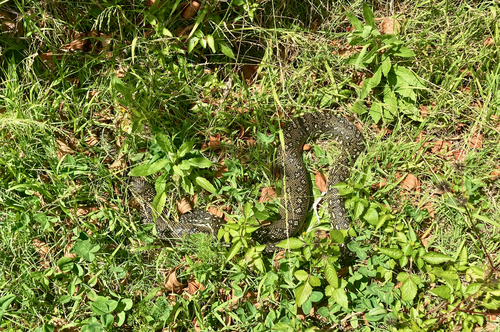 Diamond Python sighting