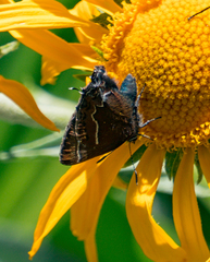 Callophrys spinetorum
