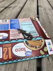 Plestiodon septentrionalis