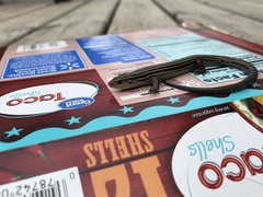 Plestiodon septentrionalis