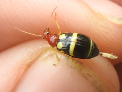 Gynandrobrotica ventricosa