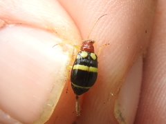 Gynandrobrotica ventricosa
