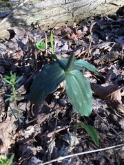 Trillium viridescens