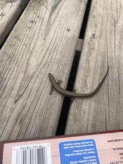 Plestiodon septentrionalis