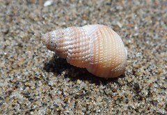 Nassarius perpinguis