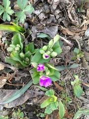 Tradescantia ernestiana