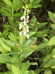 Leucothoe davisiae