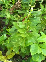 Leucothoe davisiae