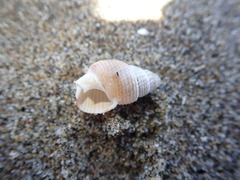 Nassarius perpinguis