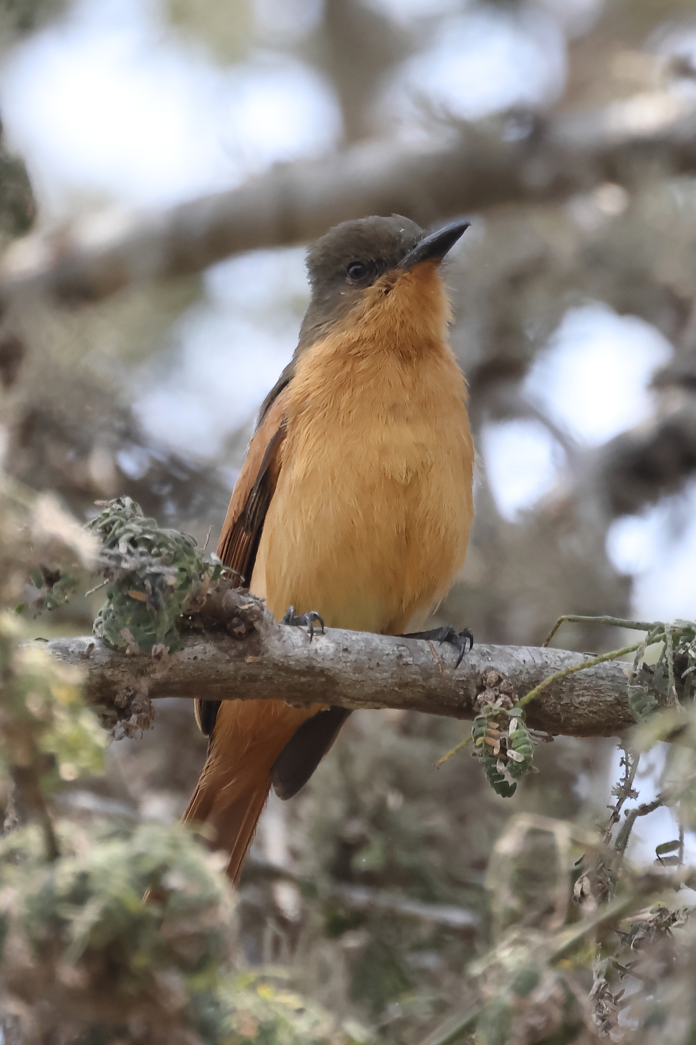 Rufous Flycatcher (Myiarchus semirufus), photo 8