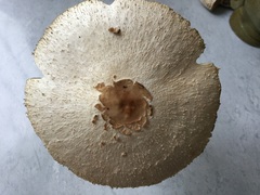 Chlorophyllum molybdites