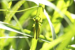 Hieroglyphus annulicornis