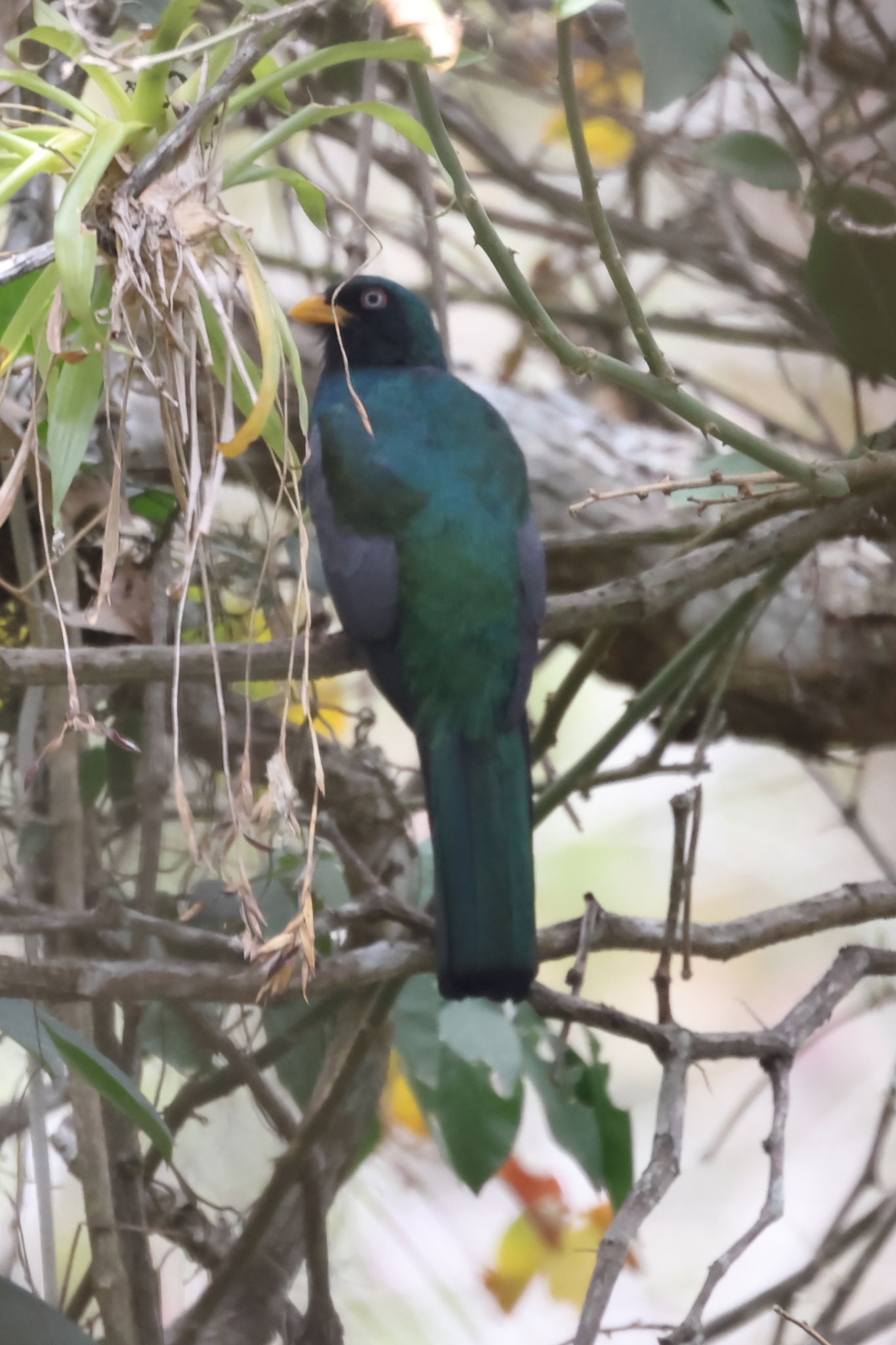 Ecuadorian Trogon (Trogon mesurus), photo 3