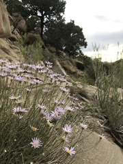Erigeron utahensis