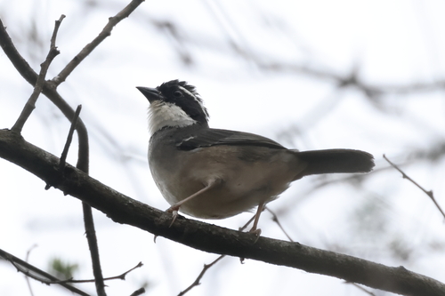 Black-capped Sparrow (Arremon abeillei), photo 5
